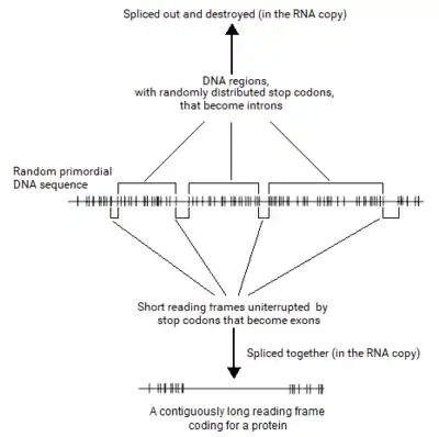 Splitgenetheoryfig3