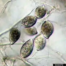 Phytophthora colocasiae sporangia on sporangiophores