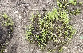 Prairie Dropseed emerging after a burn in April