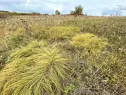 Tufts of yellow prairie grass in the fall prairie