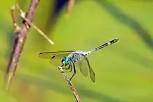 male M. aequalis, Tobago