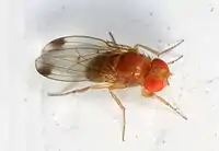 Male, note the dark spots near his wing tips