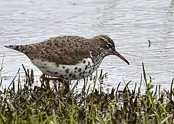 Spotted sandpiper foraging in Fox River Grove, Illinois