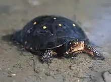 A spotted turtle standing on a sandy shore facing to the right.