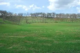 Spring Growth after Burn