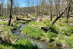 Near its source in Crystal Springs Preserve