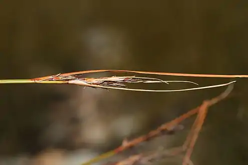 Flowering head