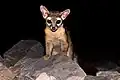 Ringtail in Phoenix, Arizona