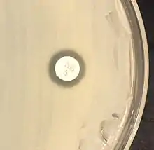 "S. saprophyticus" on Mueller–Hinton agar exhibiting resistance to novobiocin characteristic for species identification