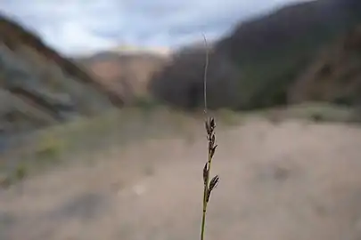 Flowering head (inflorescence)