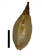 Nutlet (black scale bar represents 1 mm)