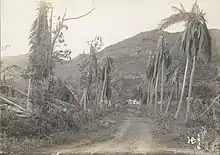 Wind-battered and downed trees along a road