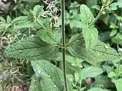 Detail of the stems and leaves