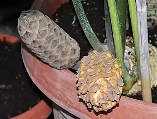 female cones