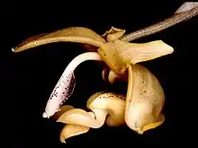 Stanhopea anfracta