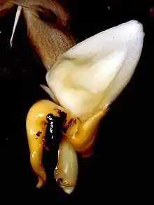 Stanhopea cirrhata