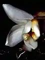 Stanhopea ecornuta