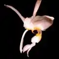 Stanhopea nigripes