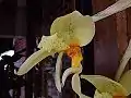 Stanhopea graveolens