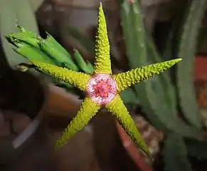 Stapelia flavopurpurea