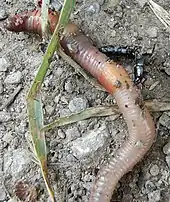 An adult attacking an earthworm