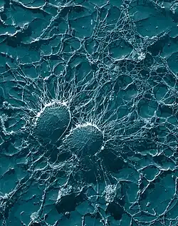 Two round bacteria that are close together and are almost completely covered in a string-like substance.