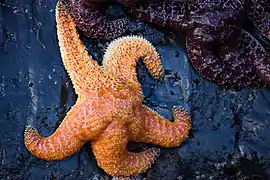 Pisaster ochraceus (Forcipulatida)