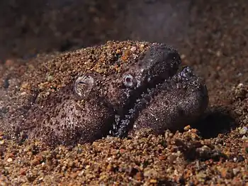 Image 12Brachysomophis cirrocheilosPhotograph credit: Rickard ZerpeBrachysomophis cirrocheilos, the stargazer snake eel, is a marine fish belonging to the family Ophichthidae. It is native to shallow tropical and subtropical waters in the western Indo-Pacific region. It hunts at night for crustaceans and small fish, after which it submerges itself into the sediment tail first and remains there all day, with just its eyes and the top of its head projecting, as seen here in Batangas Bay in the Philippines.More selected pictures