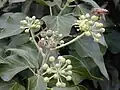 Hedera helix