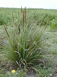 Eragrostis variabilis