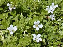 Bacopa monnieri