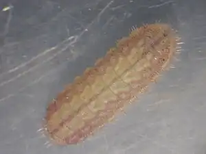 Larva