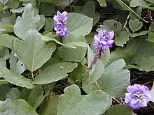 Pueraria montana var. lobata