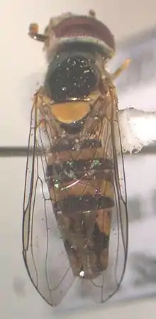 Allograpta exotica