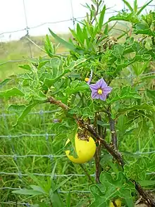 The nightshade species Solanum linnaeanum