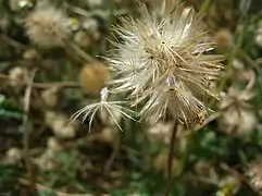 Ripe fruit with winged achenes ready for wind-dispersal.