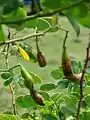 Seed pods