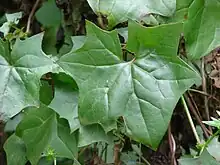 Leaf closeup