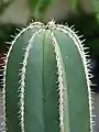 spines