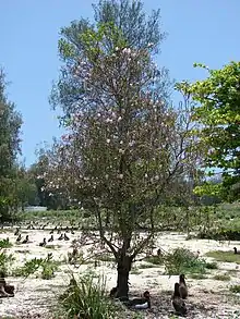 Roble blanco(Tabebuia heterophylla)