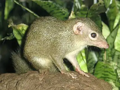 Gray/brown treeshrew