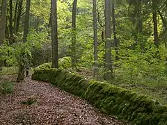 Moss growing along the stream from a karst spring; travertine deposits from the stream water and the moss overgrows it, forming this ridge, with the stream on top.