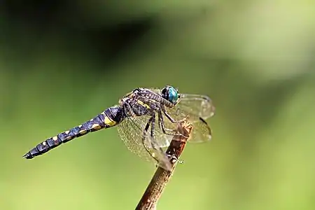 female