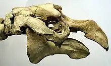 The skull has a hole on the snout and large eye sockets on either side and flattens out on the top; no teeth are visible.