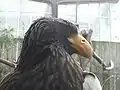 Steller's sea eagle