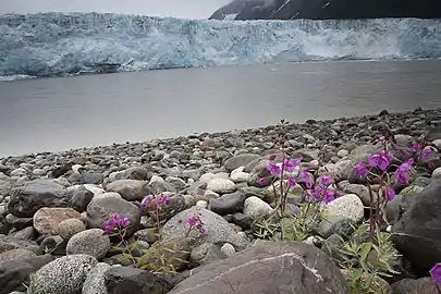 Childs Glacier, 2006