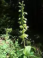 Broad-leaved helleborine near Müden (Örtze)