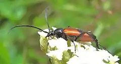 Female of S. bifasciata