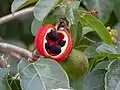 S. quadrifida ripe fruit and foliage.