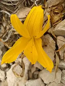 Sternbergia Clusiana in Zagros, Iran